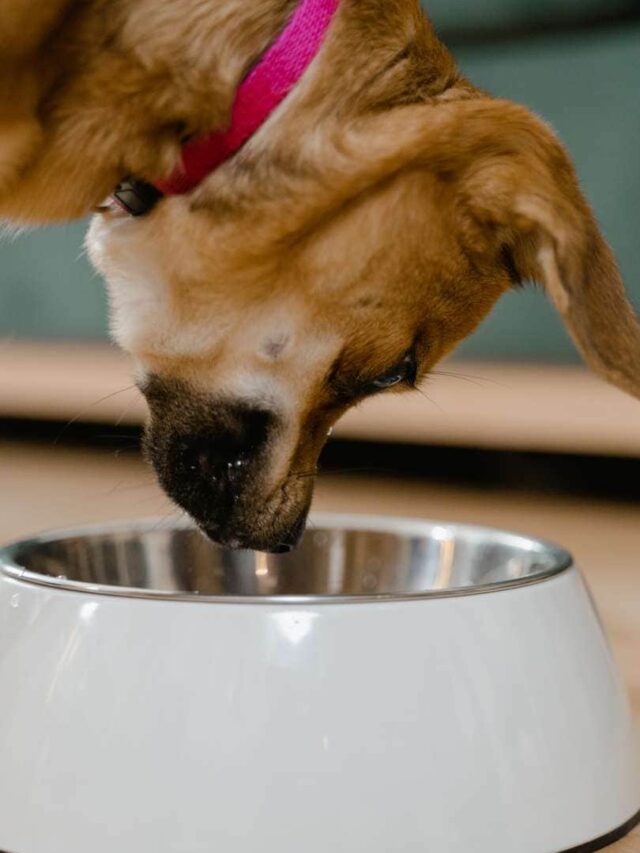 cachorro amareloolhando para um pote com pinhão (1)